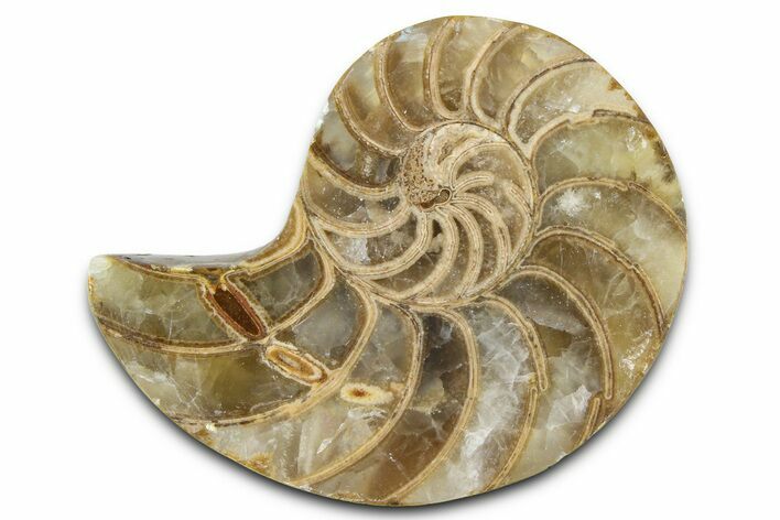 Cut & Polished Jurassic Nautilus Fossil (Half) - Madagascar #365532